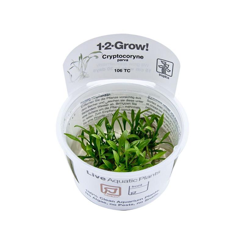 Planta acvariu Cryptocoryne parva in vitro Tropica - imagine 3